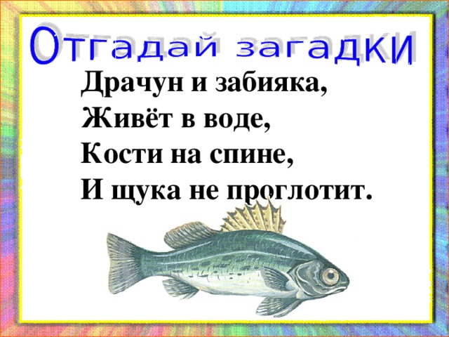 Драчун и забияка, Живёт в воде, Кости на спине, И щука не проглотит.