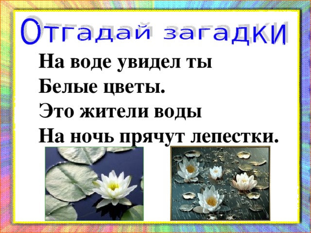 На воде увидел ты Белые цветы. Это жители воды На ночь прячут лепестки.