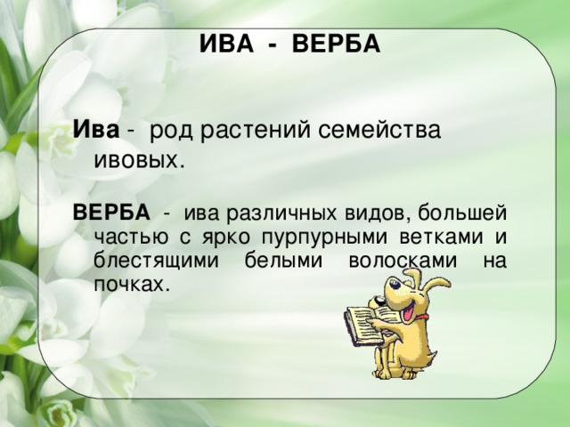 ИВА - ВЕРБА Ива - род растений семейства ивовых. ВЕРБА - ива различных видов, большей частью с ярко пурпурными ветками и блестящими белыми волосками на почках.