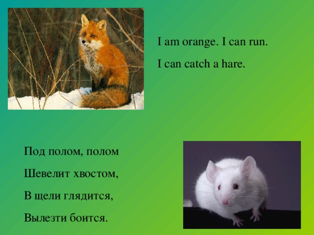 I am orange. I can run. I can catch a hare. Под полом, полом Шевелит хвостом, В щели глядится, Вылезти боится.