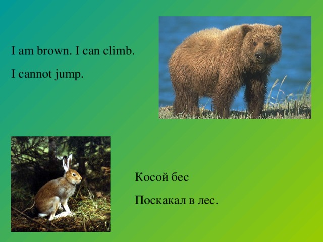 I am brown. I can climb. I cannot jump. Косой бес Поскакал в лес.