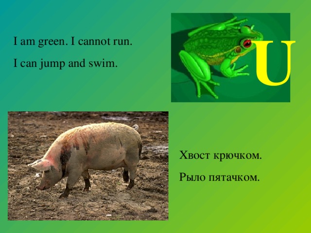 U I am green. I cannot run. I can jump and swim. Хвост крючком. Рыло пятачком.
