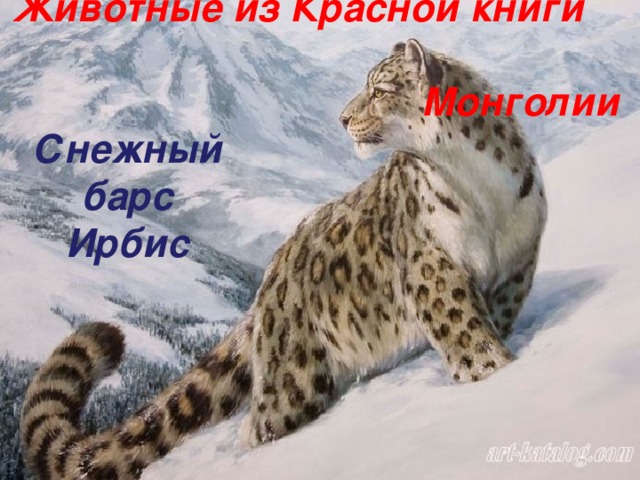 Животные из Красной книги  Монголии Снежный барс Ирбис
