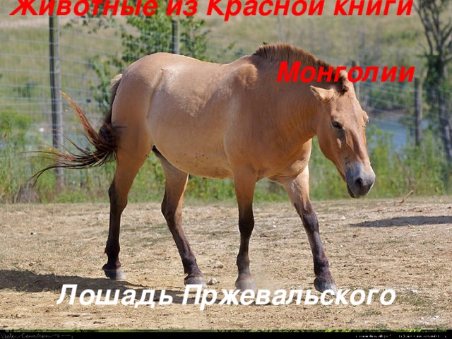 Животные из Красной книги  Монголии Лошадь Пржевальского
