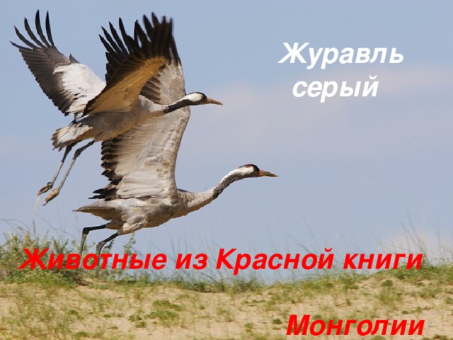Журавль серый  Животные из Красной книги  Монголии