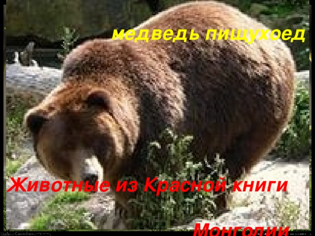 медведь пищухоед  Животные из Красной книги  Монголии