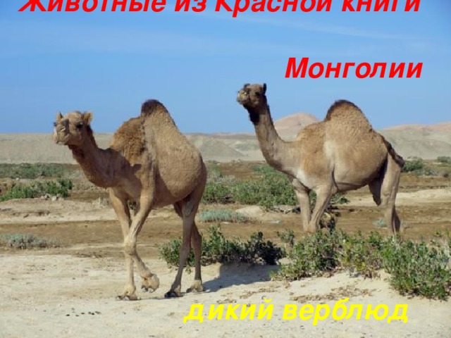 Животные из Красной книги  Монголии  дикий верблюд