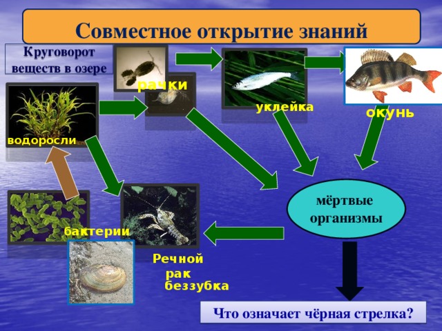 Схема круговорота веществ в сообществе водоема