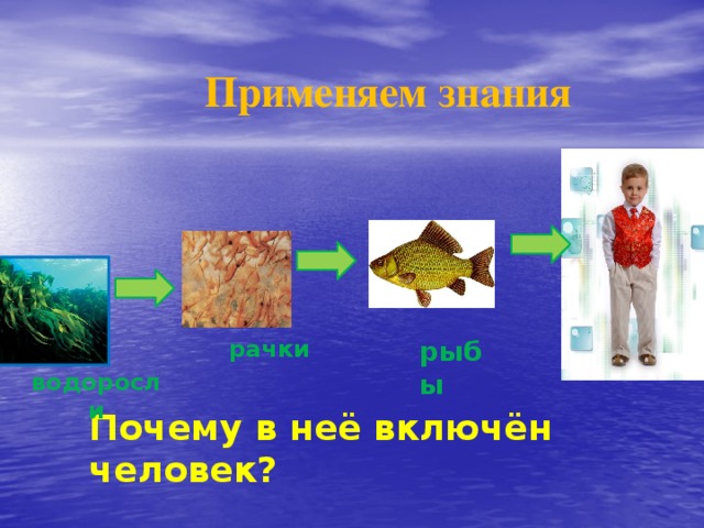 Применяем знания рачки рыбы водоросли Почему в неё включён человек?