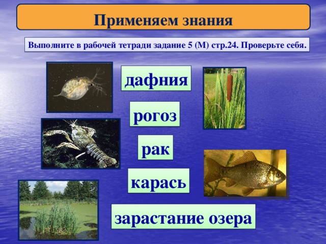 Применяем знания Выполните в рабочей тетради задание 5 (М) стр.24. Проверьте себя. дафния рогоз рак карась зарастание озера