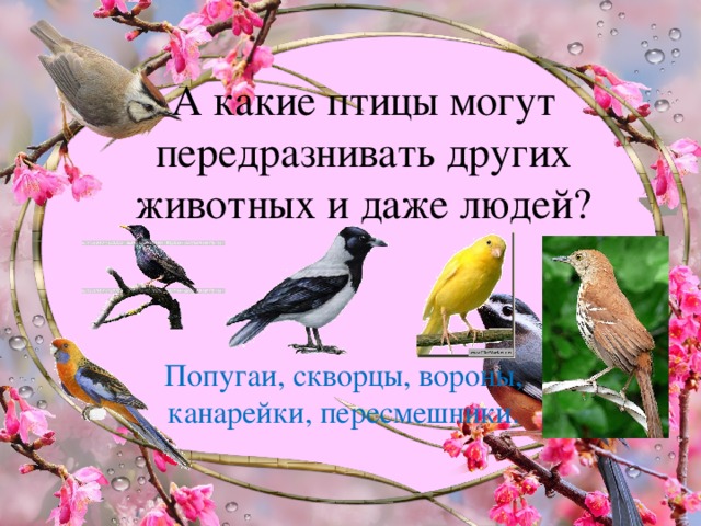 А какие птицы могут передразнивать других животных и даже людей? Попугаи, скворцы, вороны, канарейки, пересмешники.