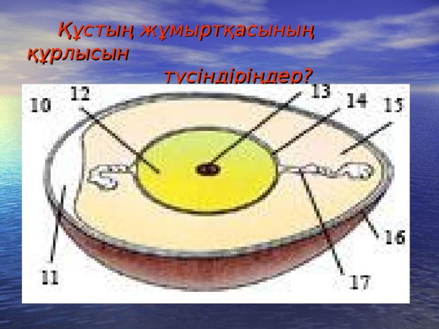 Құстың жұмыртқасының құрлысын  түсіндіріңдер?