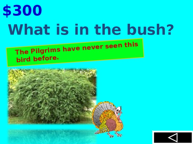 $300  The Pilgrims have never seen this bird before. What is in the bush?