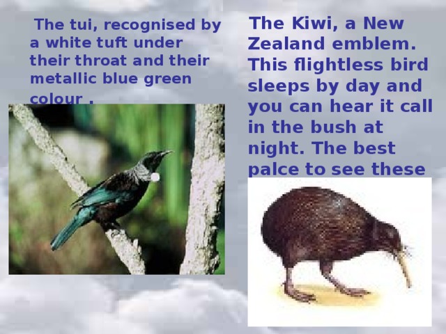 The Kiwi, a New Zealand emblem. This flightless bird sleeps by day and you can hear it call in the bush at night. The best palce to see these birds is at a zoo or wildlife park.  The tui, recognised by a white tuft under their throat and their metallic blue green colour  .