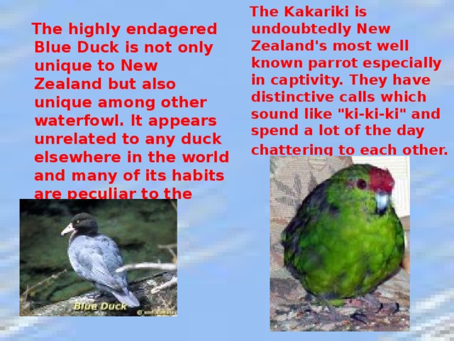 The Kakariki is undoubtedly New Zealand's most well known parrot especially in captivity. They have distinctive calls which sound like 