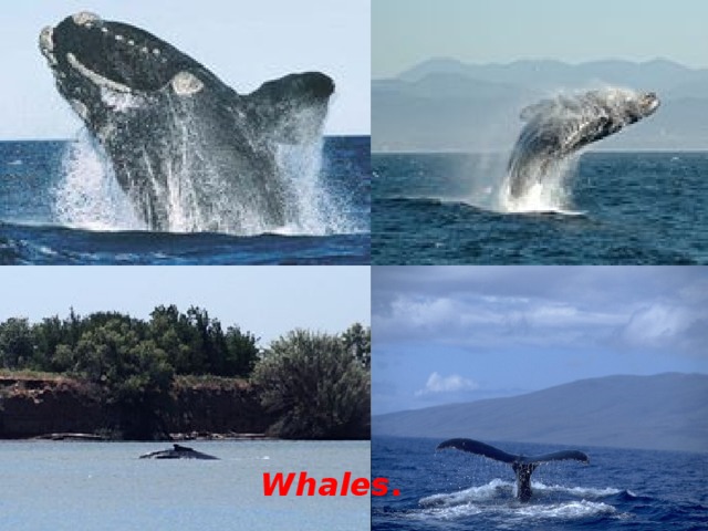 Whales .