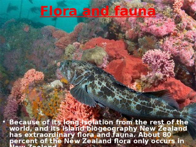 Flora and fauna