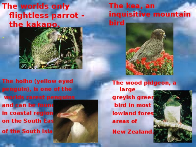 The kea, an inquisitive mountain bird.  The worlds only flightless parrot - the kakapo.  .  The hoiho (yellow eyed penguin), is one of the  worlds rarest penguins and can be found in coastal regions on the South East of the South Island.    The wood pidgeon, a large greyish green  bird in most lowland forested areas of New Zealand.