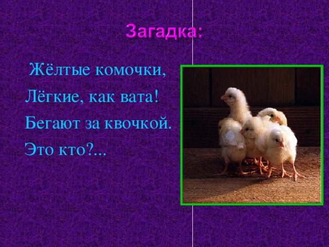 Жёлтые комочки, Лёгкие, как вата! Бегают за квочкой. Это кто?...