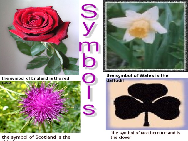 the symbol of Wales is the daffodil the symbol of England is the red rose The symbol of Northern Ireland is the clover the symbol of Scotland is the thistle