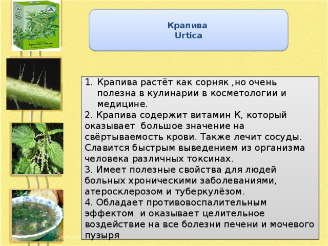 Крапива Urtica Крапива растёт как сорняк ,но очень полезна в кулинарии в косметологии и медицине. 2. Крапива содержит витамин К, который оказывает большое значение на свёртываемость крови. Также лечит сосуды. Славится быстрым выведением из организма человека различных токсинах. 3. Имеет полезные свойства для людей больных хроническими заболеваниями, атеросклерозом и туберкулёзом. 4. Обладает противовоспалительным эффектом и оказывает целительное воздействие на все болезни печени и мочевого пузыря