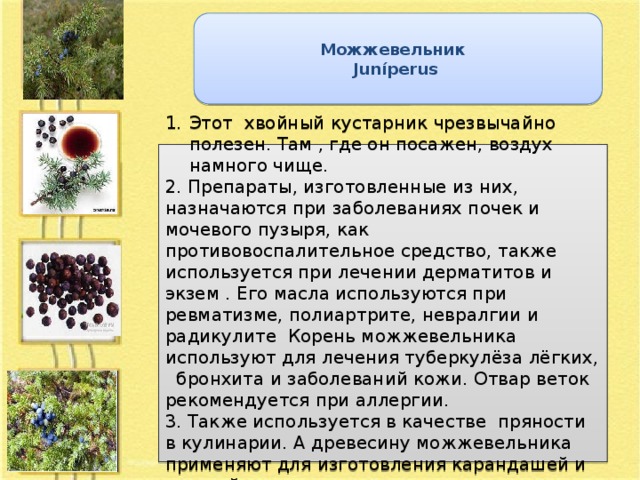 Можжевельник Juníperus Этот хвойный кустарник чрезвычайно полезен. Там , где он посажен, воздух намного чище. 2. Препараты, изготовленные из них, назначаются при заболеваниях почек и мочевого пузыря, как противовоспалительное средство, также используется при лечении дерматитов и экзем . Его масла используются при ревматизме, полиартрите, невралгии и радикулите Корень можжевельника используют для лечения туберкулёза лёгких, бронхита и заболеваний кожи. Отвар веток рекомендуется при аллергии. 3. Также используется в качестве пряности в кулинарии. А древесину можжевельника применяют для изготовления карандашей и тростей.