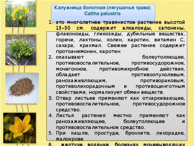 Калужница болотная (лягушачья трава) Caltha palustris