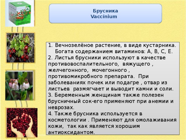 Брусника Vaccínium  Вечнозелёное растение, в виде кустарника. Богата содержанием витаминов: А, В, С, Е. 2. Листья брусники используют в качестве противовоспалительного, вяжущего , желчегонного, мочегонного , противомикробного препарата. При заболеваниях почек или подагре , отвар из листьев размягчает и выводит камни и соли. 3. Беременным женщинам также полезен брусничный сок-его применяют при анемии и неврозах. 4. Также брусника используется в косметологии . Применяют для омолаживания кожи, так как является хорошим антиоксидантом.