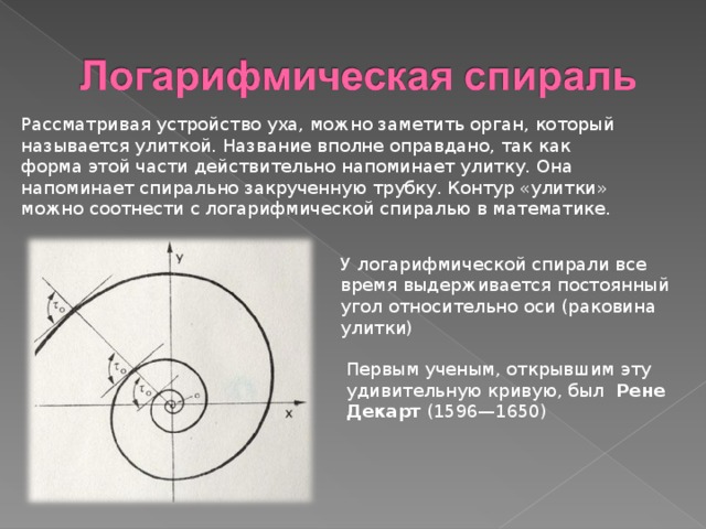 Логарифмическая спираль проект