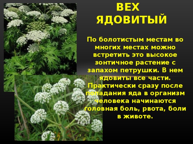 ВЕХ ЯДОВИТЫЙ По болотистым местам во многих местах можно встретить это высокое зонтичное растение с запахом петрушки. В нем ядовиты все части. Практически сразу после попадания яда в организм человека начинаются головная боль, рвота, боли в животе.