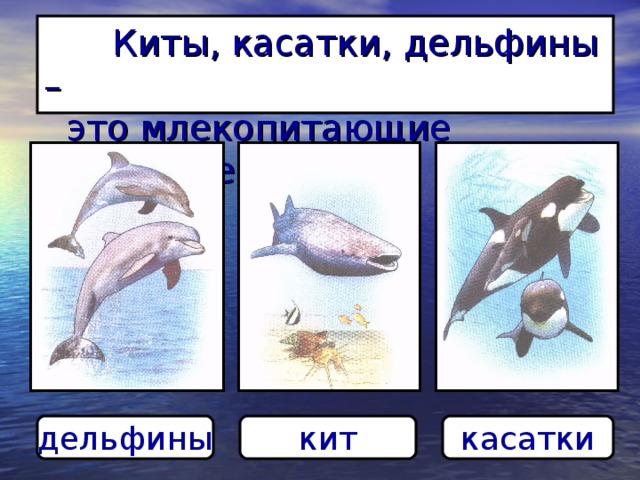 Киты, касатки, дельфины –  это млекопитающие животные дельфины кит касатки
