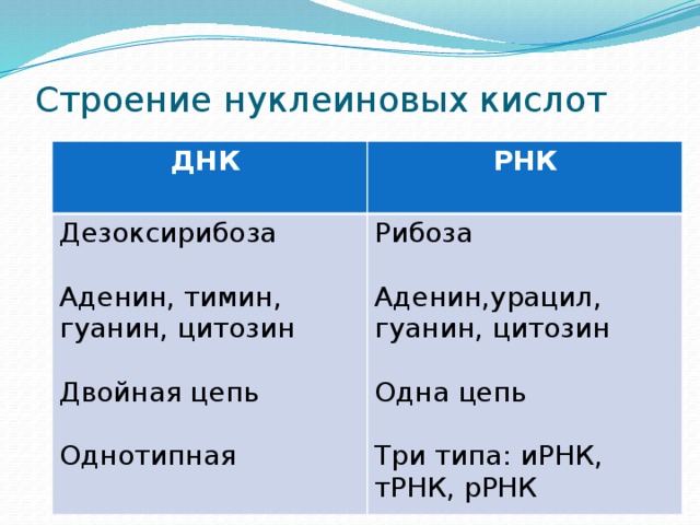 Строение нуклеиновых кислот ДНК РНК Дезоксирибоза  Рибоза Аденин, тимин, гуанин, цитозин Аденин,урацил, гуанин, цитозин Двойная цепь Одна цепь Однотипная Три типа: иРНК, тРНК, рРНК