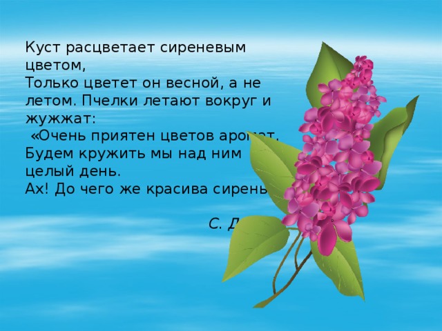 Куст расцветает сиреневым цветом, Только цветет он весной, а не летом. Пчелки летают вокруг и жужжат:  «Очень приятен цветов аромат, Будем кружить мы над ним целый день. Ах! До чего же красива сирень!»  С. Джус