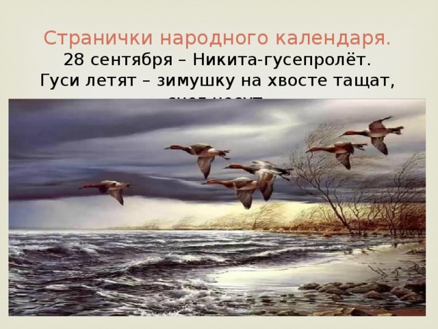 Странички народного календаря. 28 сентября – Никита-гусепролёт. Гуси летят – зимушку на хвосте тащат, снег несут.