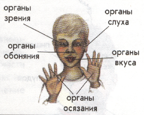 Человек получает с помощью какого органа. Органы чувств. Пять органов чувств у человека. Органы чувств человека 4 класс. Назовите 5 органов чувств человека..