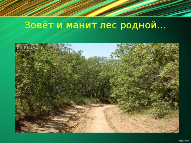 Зовёт и манит лес родной…