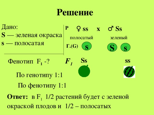 Решение Дано: S  — зеленая окраска s — полосатая ♀ ss ♂  Ss х Р полосатый зеленый Г.( G) s s S  Ss    ss   F 1 Фенотип F 1 - ? По генотипу 1:1 По фенотипу 1:1 Ответ:  в F 1  1 / 2 растений будет с зеленой окраской плодов и 1 /2 – полосатых