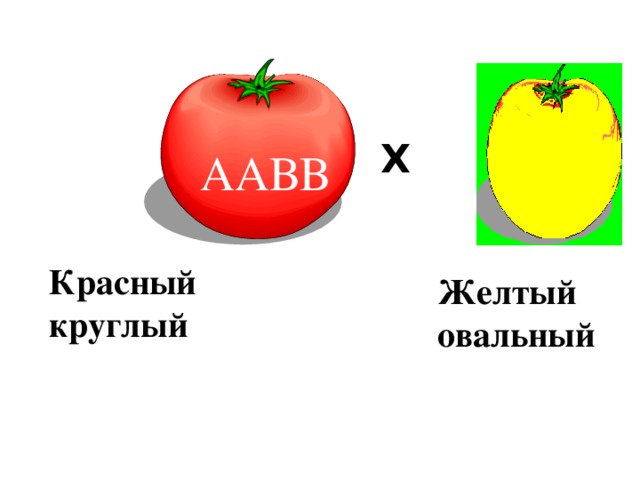 Р. ♀  ♂  Х аавв ААВВ Красный круглый Желтый овальный