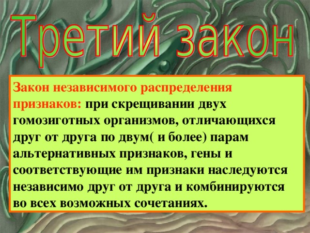 Закон независимого распределения признаков: при скрещивании двух гомозиготных организмов, отличающихся друг от друга по двум( и более) парам альтернативных признаков, гены и соответствующие им признаки наследуются независимо друг от друга и комбинируются во всех возможных сочетаниях.