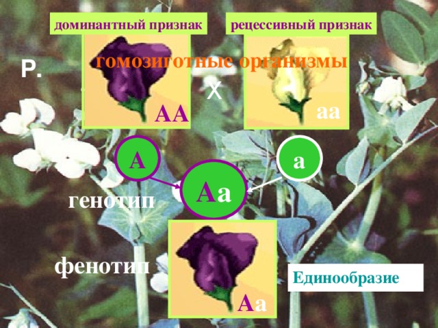 рецессивный признак доминантный признак гомозиготные организмы Р. Х аа АА А а А а генотип фенотип Единообразие F 1 А а