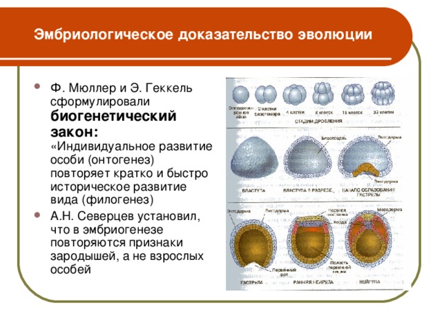 Эмбриологическое доказательство эволюции Ф. Мюллер и Э. Геккель сформулировали биогенетический закон: «Индивидуальное развитие особи (онтогенез) повторяет кратко и быстро историческое развитие вида (филогенез) А.Н. Северцев установил, что в эмбриогенезе повторяются признаки зародышей, а не взрослых особей