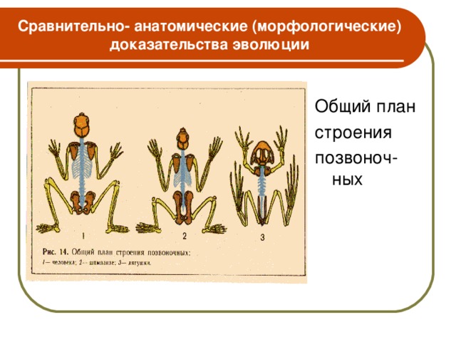 Сравнительно- анатомические (морфологические) доказательства эволюции Общий план строения позвоноч-ных