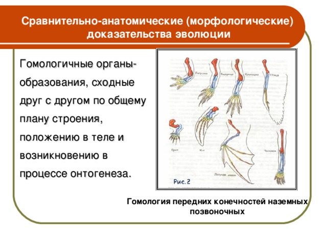 Сравнительно-анатомические (морфологические) доказательства эволюции Гомологичные органы-образования, сходные друг с другом по общему плану строения, положению в теле и возникновению в процессе онтогенеза. Гомология передних конечностей наземных позвоночных