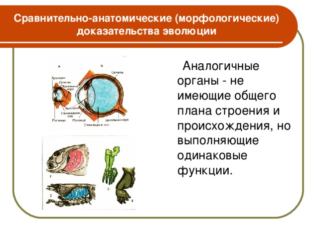 Сравнительно-анатомические (морфологические) доказательства эволюции  Аналогичные органы - не имеющие общего плана строения и происхождения, но выполняющие одинаковые функции.