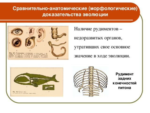 Сравнительно-анатомические (морфологические) доказательства эволюции Наличие  рудиментов – недоразвитых органов, утративших свое основное значение в ходе эволюции. Рудимент задних конечностей питона