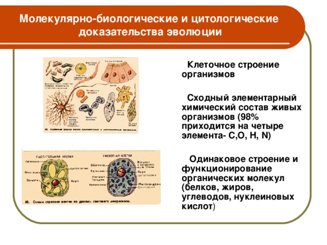 Молекулярно-биологические и цитологические доказательства эволюции  Клеточное строение организмов   Сходный элементарный химический состав живых организмов (98% приходится на четыре элемента- С,О, H , N )   Одинаковое строение и функционирование органических молекул (белков, жиров, углеводов, нуклеиновых кислот )