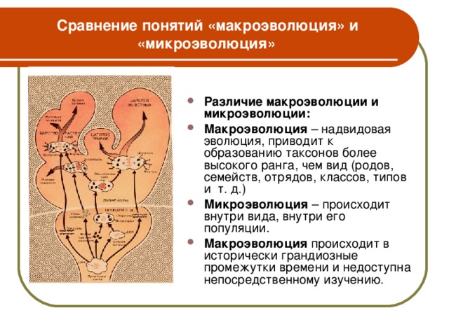 Сравнение понятий «макроэволюция» и «микроэволюция» Различие макроэволюции и микроэволюции: Макроэволюция – надвидовая эволюция, приводит к образованию таксонов более высокого ранга, чем вид (родов, семейств, отрядов, классов, типов и т. д.) Микроэволюция – происходит внутри вида, внутри его популяции. Макроэволюция происходит в исторически грандиозные промежутки времени и недоступна непосредственному изучению.