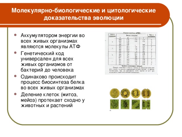 Молекулярно-биологические и цитологические доказательства эволюции Аккумулятором энергии во всех живых организмах являются молекулы АТФ Генетический код универсален для всех живых организмов от бактерий до человека Одинаково происходит процесс биосинтеза белка во всех живых организмах Деление клеток (митоз, мейоз) протекает сходно у животных и растений