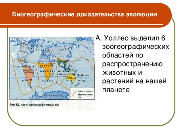 Биогеографические доказательства эволюции А. Уоллес выделил 6 зоогеографических областей по распространению животных и растений на нашей планете