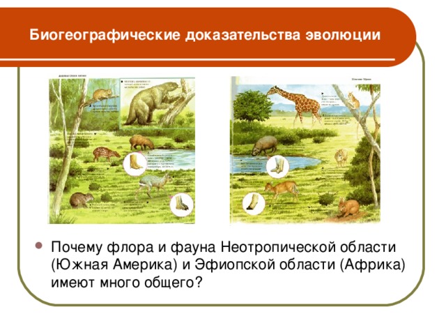 Биогеографические доказательства эволюции Почему флора и фауна Неотропической области (Южная Америка) и Эфиопской области (Африка) имеют много общего?